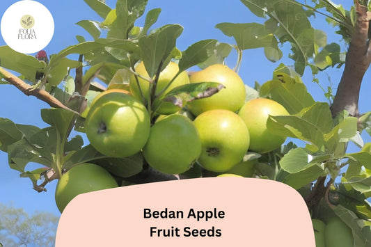 25+ Bedan Apple Seeds for Planting | Rare French Cider Apple Tree | Heirloom Sweet Sharp Fruit | Garden Orchard Seeds