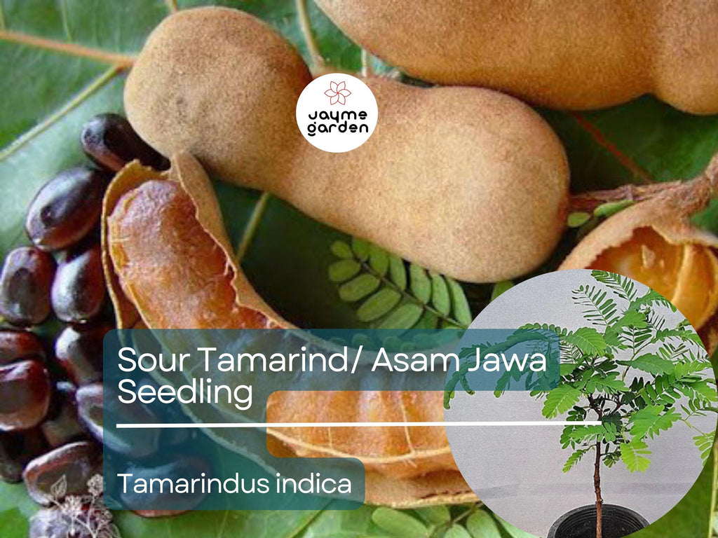 Sour Tamarind Starter Plant Seedling (Tamarindus indica) - Live Fruit Tree 2′-3′ Tall - Asam Jawa, Tangy, Tropical Fruit for Garden Orchard