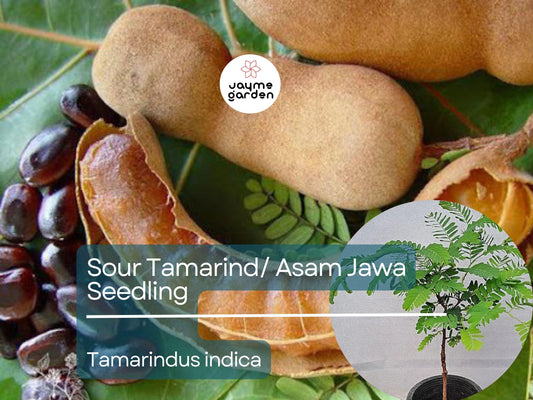 Sour Tamarind Starter Plant Seedling (Tamarindus indica) - Live Fruit Tree 2′-3′ Tall - Asam Jawa, Tangy, Tropical Fruit for Garden Orchard
