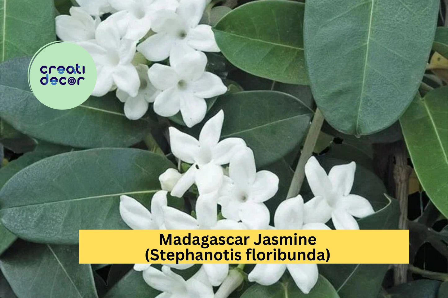 Madagascar Jasmine – Stephanotis floribunda Live Rooted Starter Plant, Evergreen Vine with Fragrant White Blooms for Home or Garden