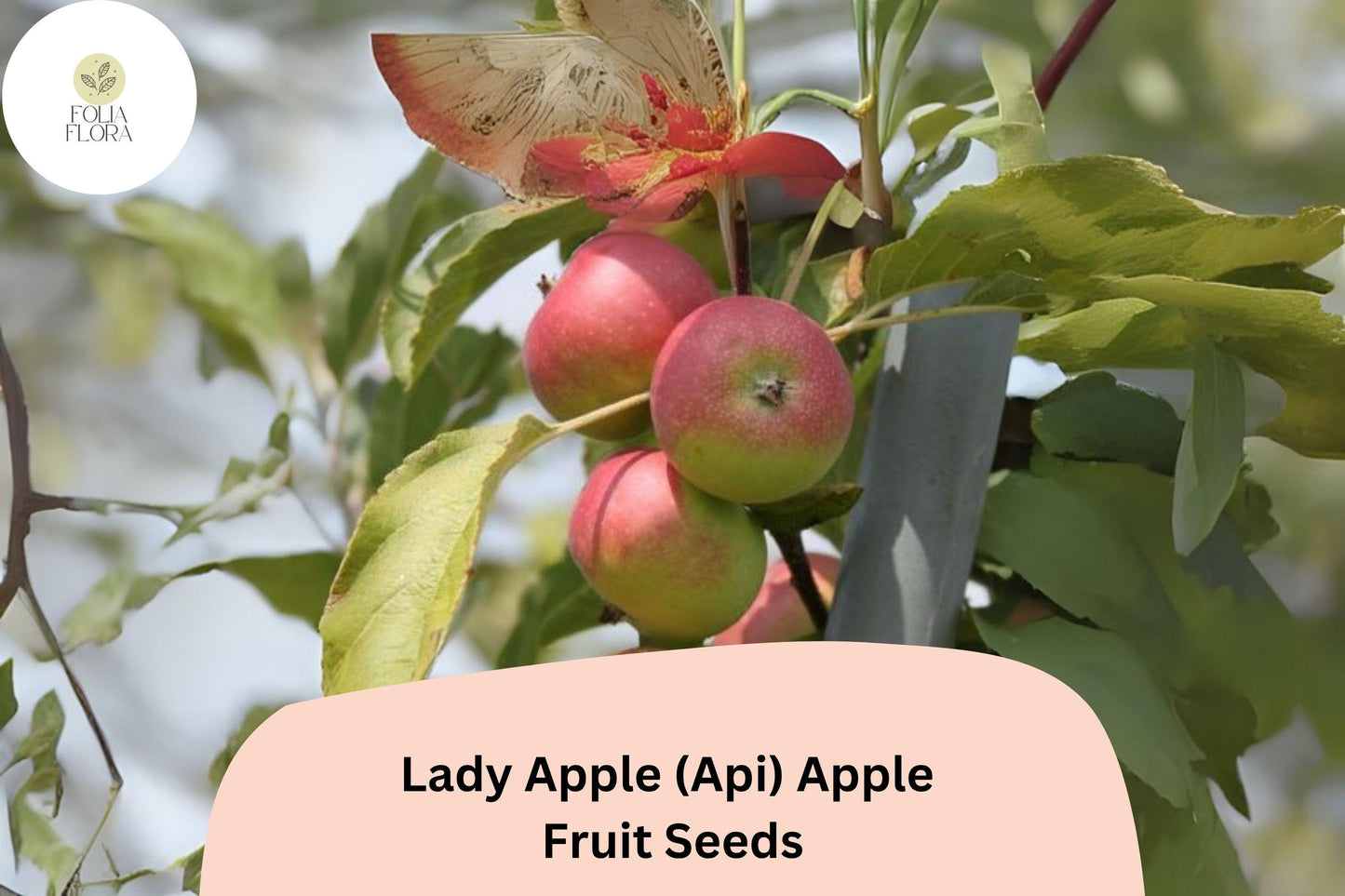 25+ Lady Apple Seeds (Api Variety) | Malus domestica | Miniature Heirloom Apple | Antique French Variety