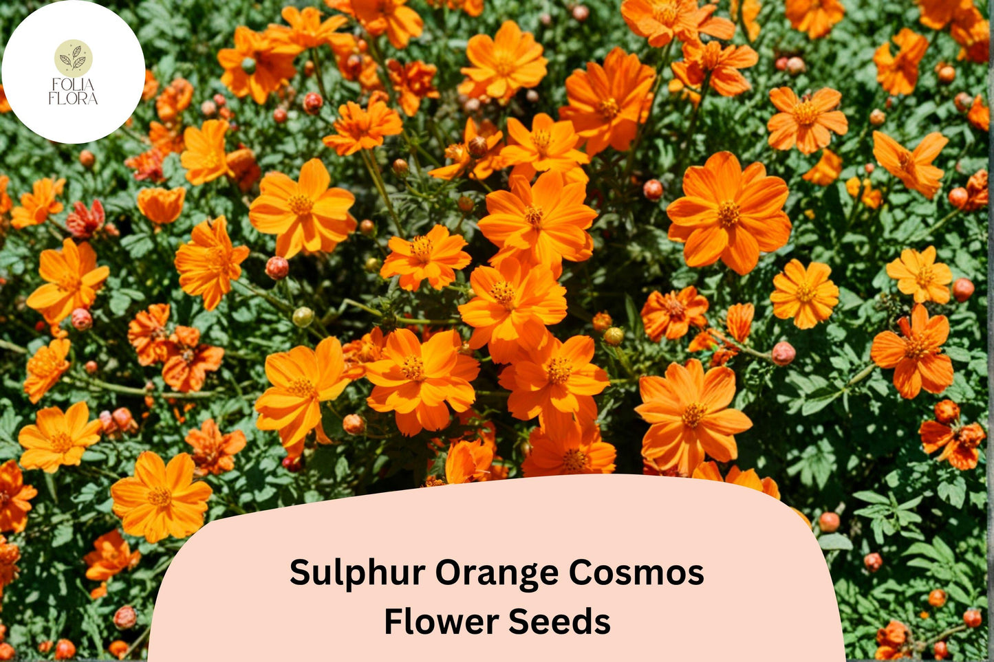 200+ Sulphur Orange Cosmos Seeds | Cosmos sulphureus | Bright Orange Blooms | Easy Annual Flower Seeds for Garden