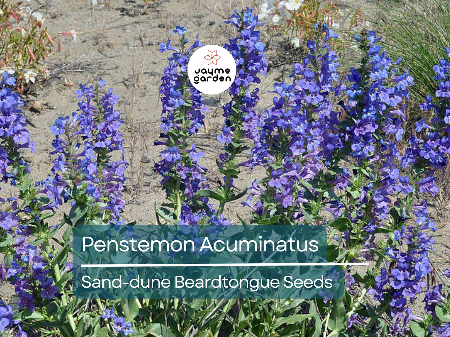 50 Seeds Penstemon Acuminatus | Sand-dune Beardtongue for Planting | Native Perennial Wildflower | Drought Tolerant | Pollinator Friendly