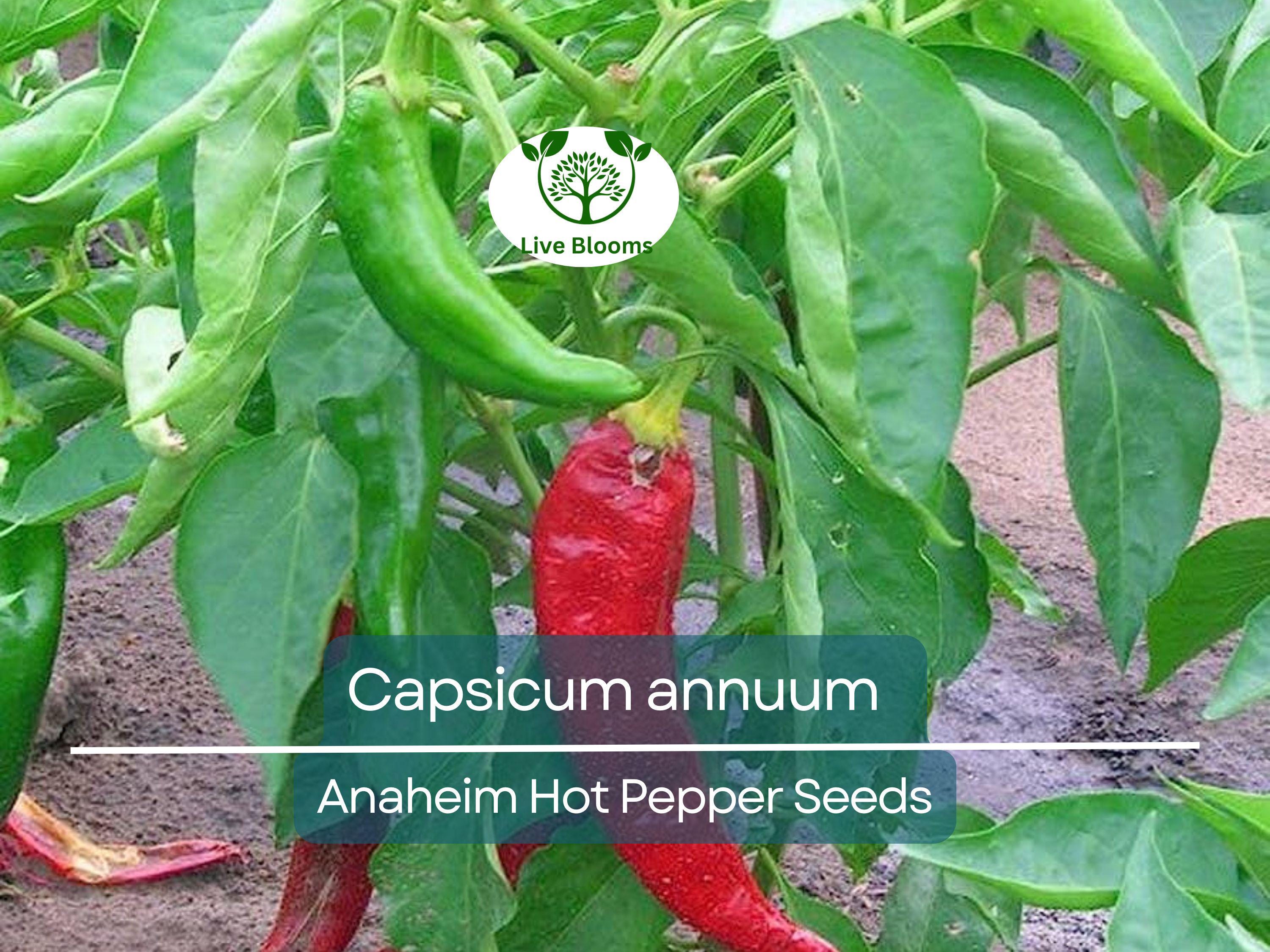 30 Seeds Anaheim Hot Pepper – Capsicum annuum | Mildly Spicy Peppers for Planting, Gardening & Flavorful Harvests