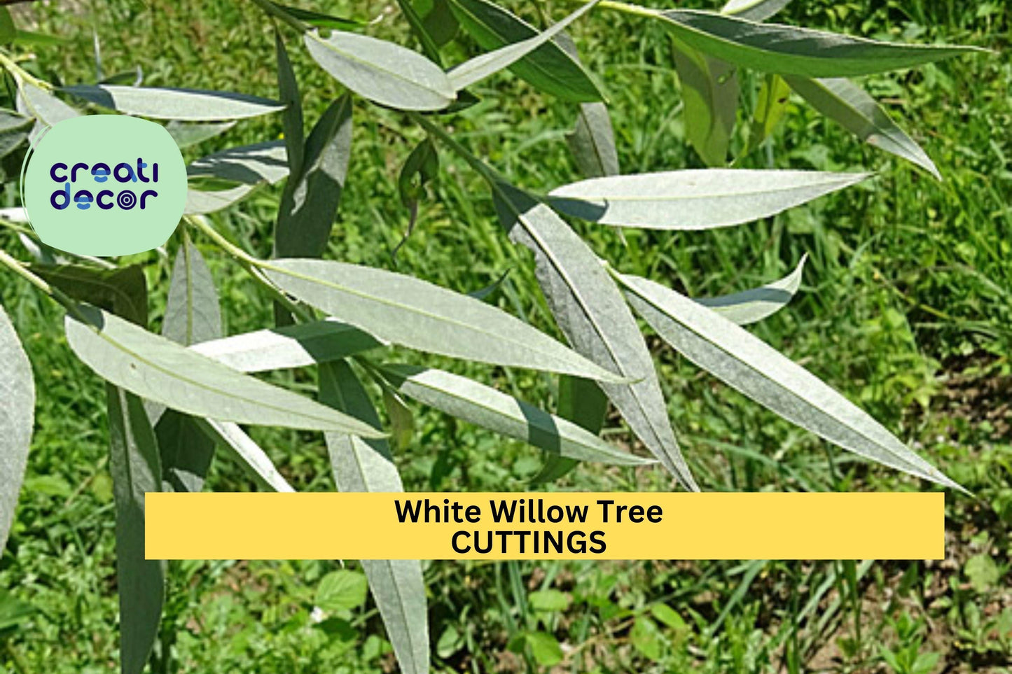 White Willow Tree Cuttings | 5+ Salix Alba Unrooted Stems | Cold Hardy Ornamental Shade Tree | Fast-Growing Starter