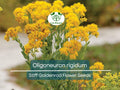 700 Oligoneuron Rigidum Stiff Goldenrod Seeds, Perennial Wildflower, Native, Yellow Blooms, Pollinator-Friendly, Garden, Landscape Plant