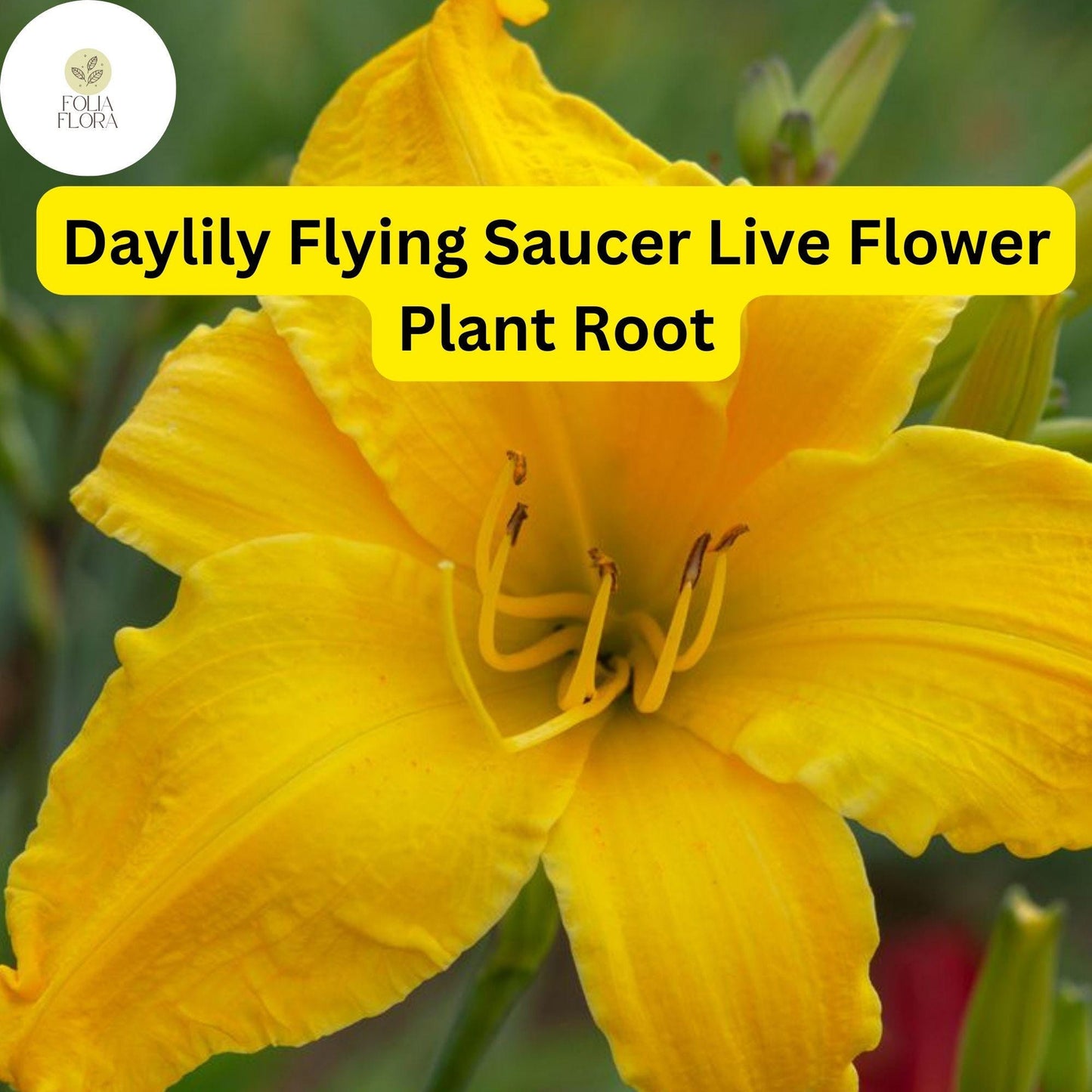 Hemerocallis ‘Flying Saucer’ Daylily | 1 Live Root | Yellow Perennial Flower