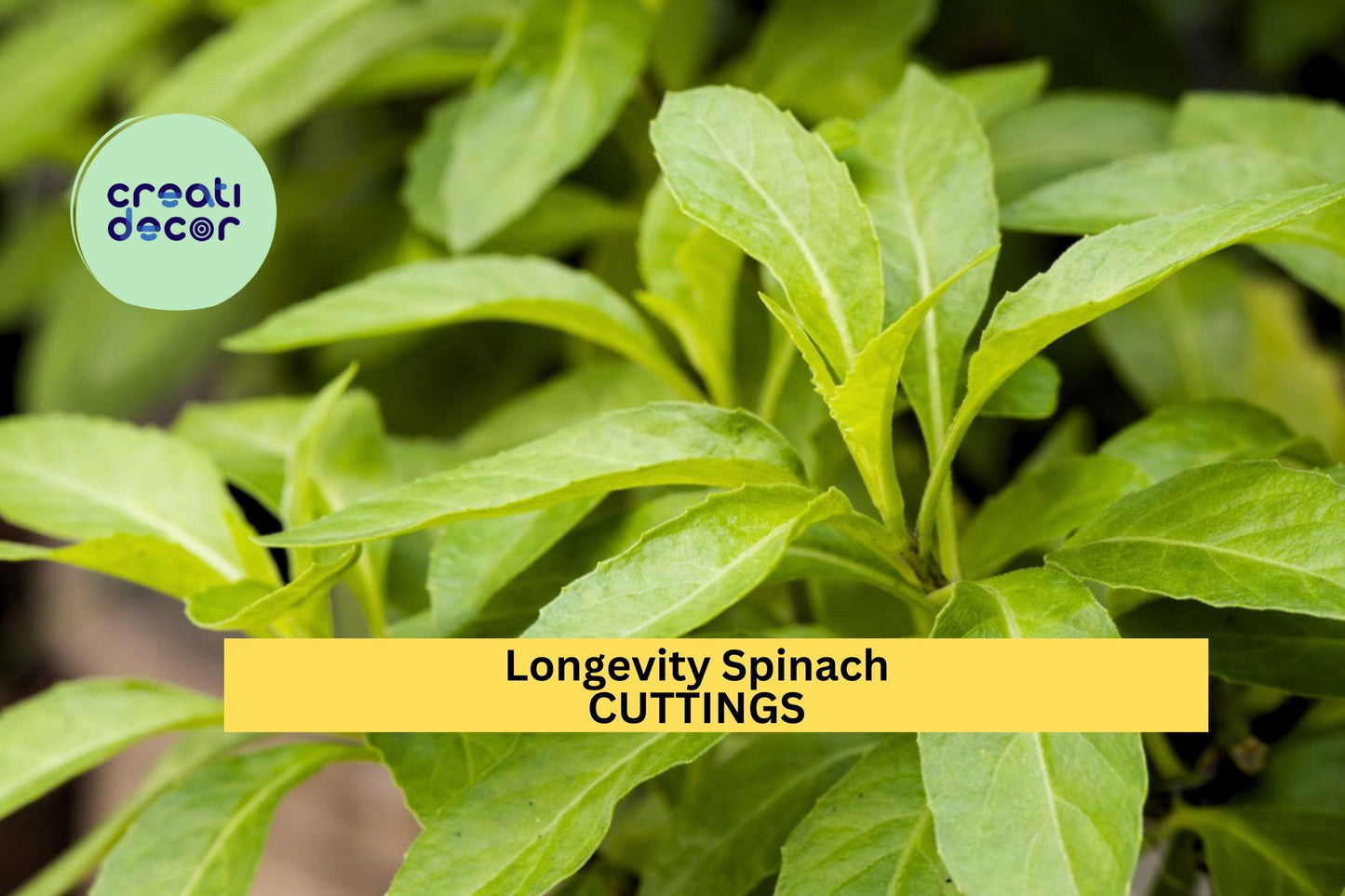 4 Longevity Spinach Cuttings | Gynura Procumbens Starter Plants | Edible Greens Perennial Vegetable | Easy Grow Leafy Plant