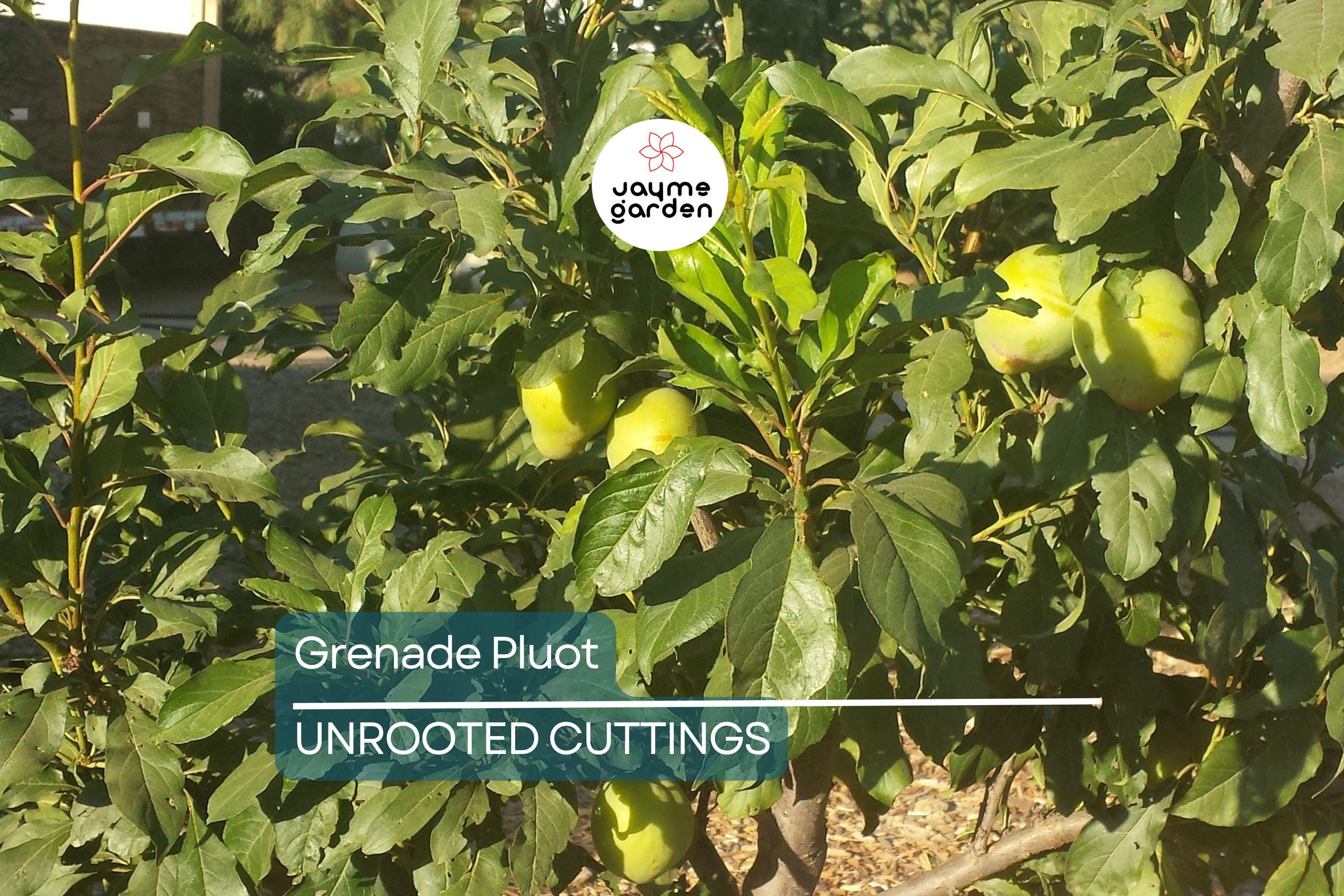 5 Grenade Pluot Scions for Grafting | Plum x Apricot Hybrid | Sweet Golden Fruit | Heavy Producer | 2-5" with 3-5 Buds