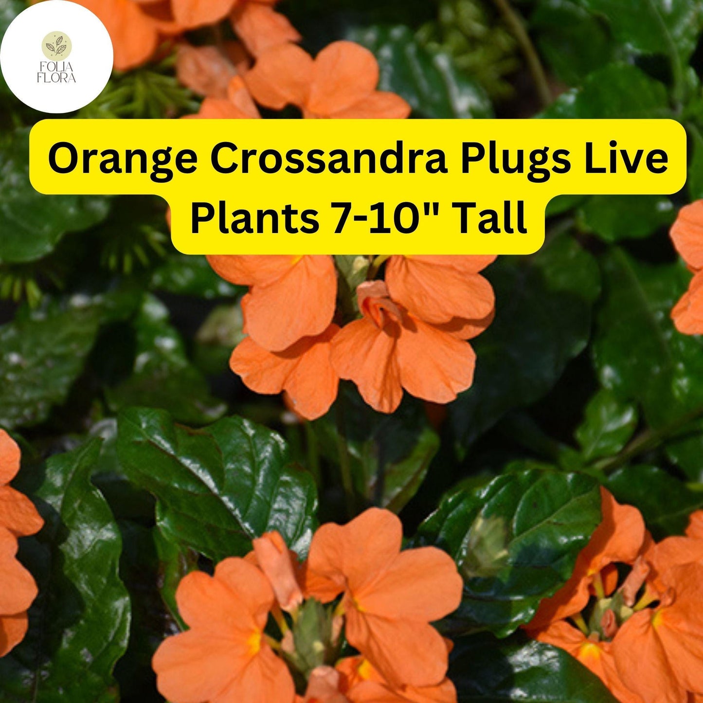 Orange Crossandra - 1 Plugs Live Plants 7-10" Tall - Firecracker Flower, Tropical Blooms, Vibrant Orange