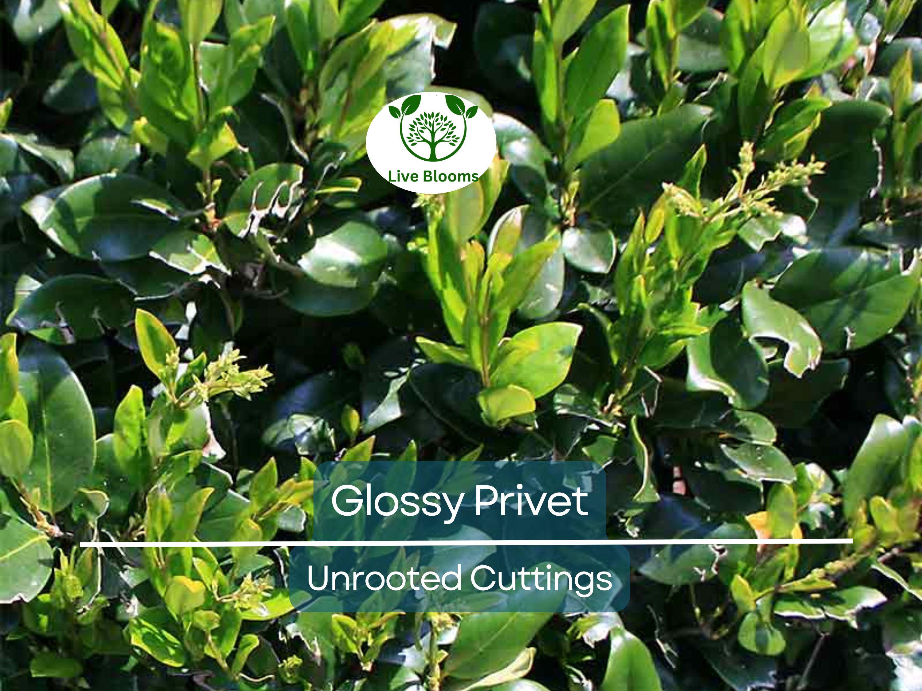 20 Ligustrum Glossy Privet Unrooted Cuttings 8" Evergreen Privacy Hedge Waxleaf, Fast Growing, Dense Shrub for Fencing, Landscape Planting