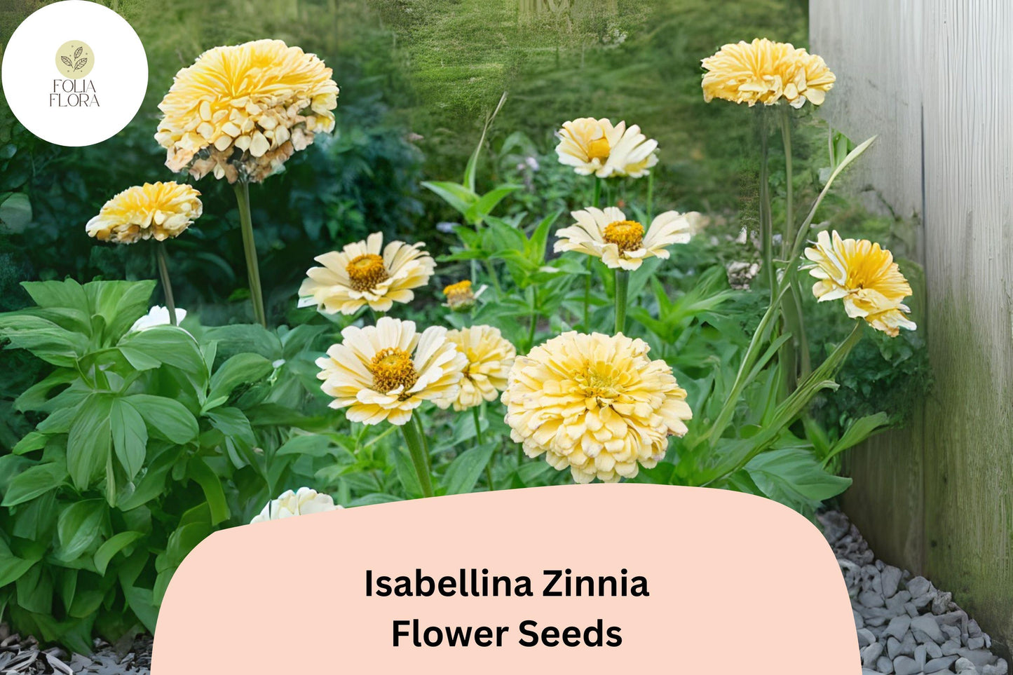 100+ Isabellina Zinnia Seeds – Pale Cream Blooms for Bouquets, Borders & Cottage Gardens