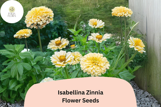 100+ Isabellina Zinnia Seeds – Pale Cream Blooms for Bouquets, Borders & Cottage Gardens