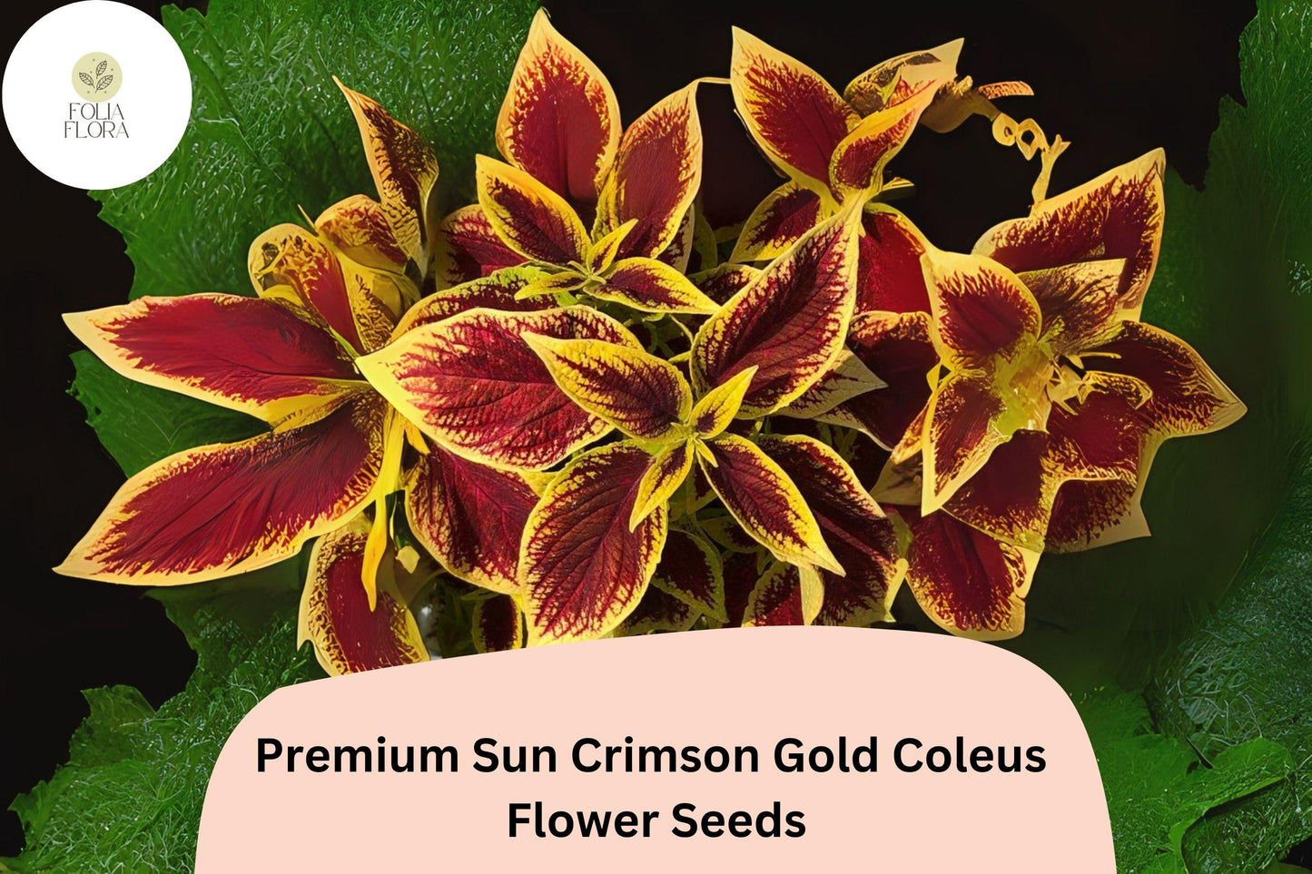 25+ Sun Crimson Gold Coleus Seeds for Planting | Premium Shade Plant | Red Gold Foliage Annual | Garden Bedding Seeds