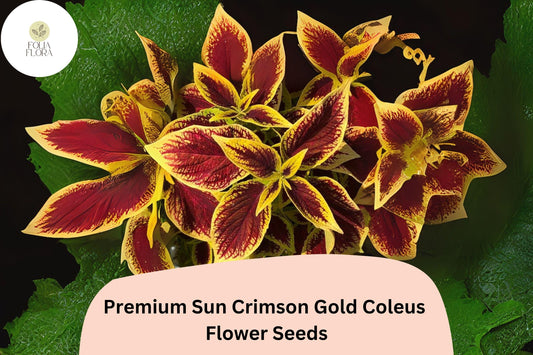 25+ Sun Crimson Gold Coleus Seeds for Planting | Premium Shade Plant | Red Gold Foliage Annual | Garden Bedding Seeds