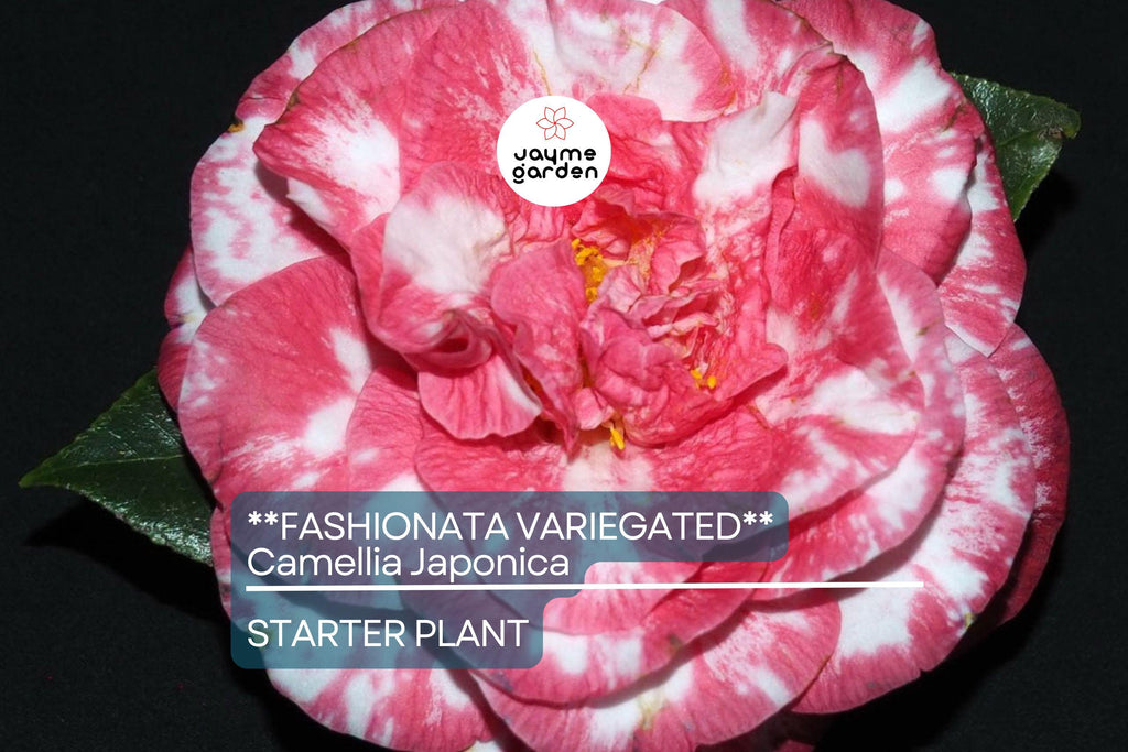 Fashionata Variegated Camellia Japonica Starter Plant | Unique Bloom | Live Well-Rooted Plant in Pot | Evergreen Shrub | USDA Zones 7-10