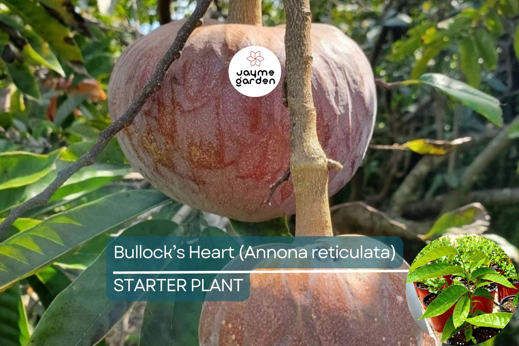 Bullock’s Heart Tree (Annona reticulata) Tropical Fruit Tree 12"-24" Starter | Unique Heart-Shaped Fruit, Sweet & Creamy Flavor