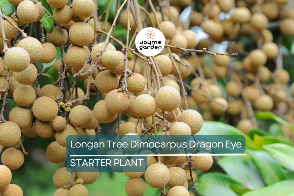 Longan Tree Dimocarpus Dragon Eye - 6” Seedling with Pot - Tropical Fruit Tree, Ready to Plant