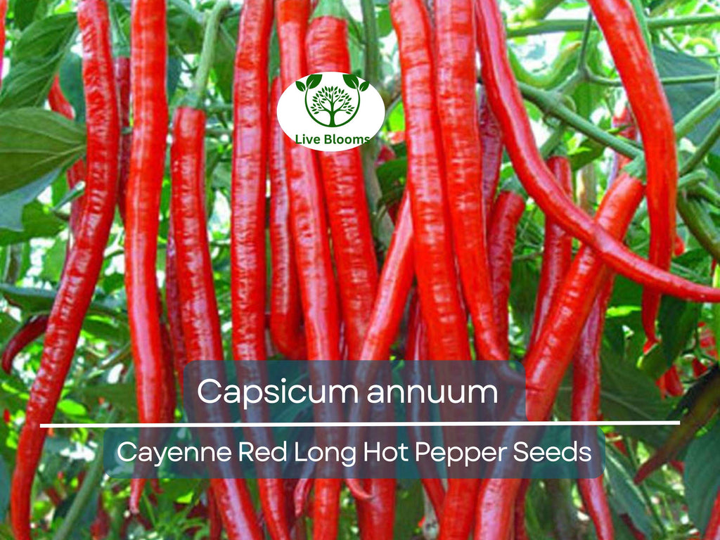 30 Seeds Hot Cayenne Red Long Pepper – Capsicum annuum | Heirloom Hot Pepper Seeds for Planting, Spicy Culinary Use & Gardening