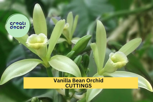 1 Vanilla Bean Orchid Cutting 12” | Unrooted Vanilla Planifolia Starter Vine | Grow Your Own Vanilla Plant at Home | USA Grown
