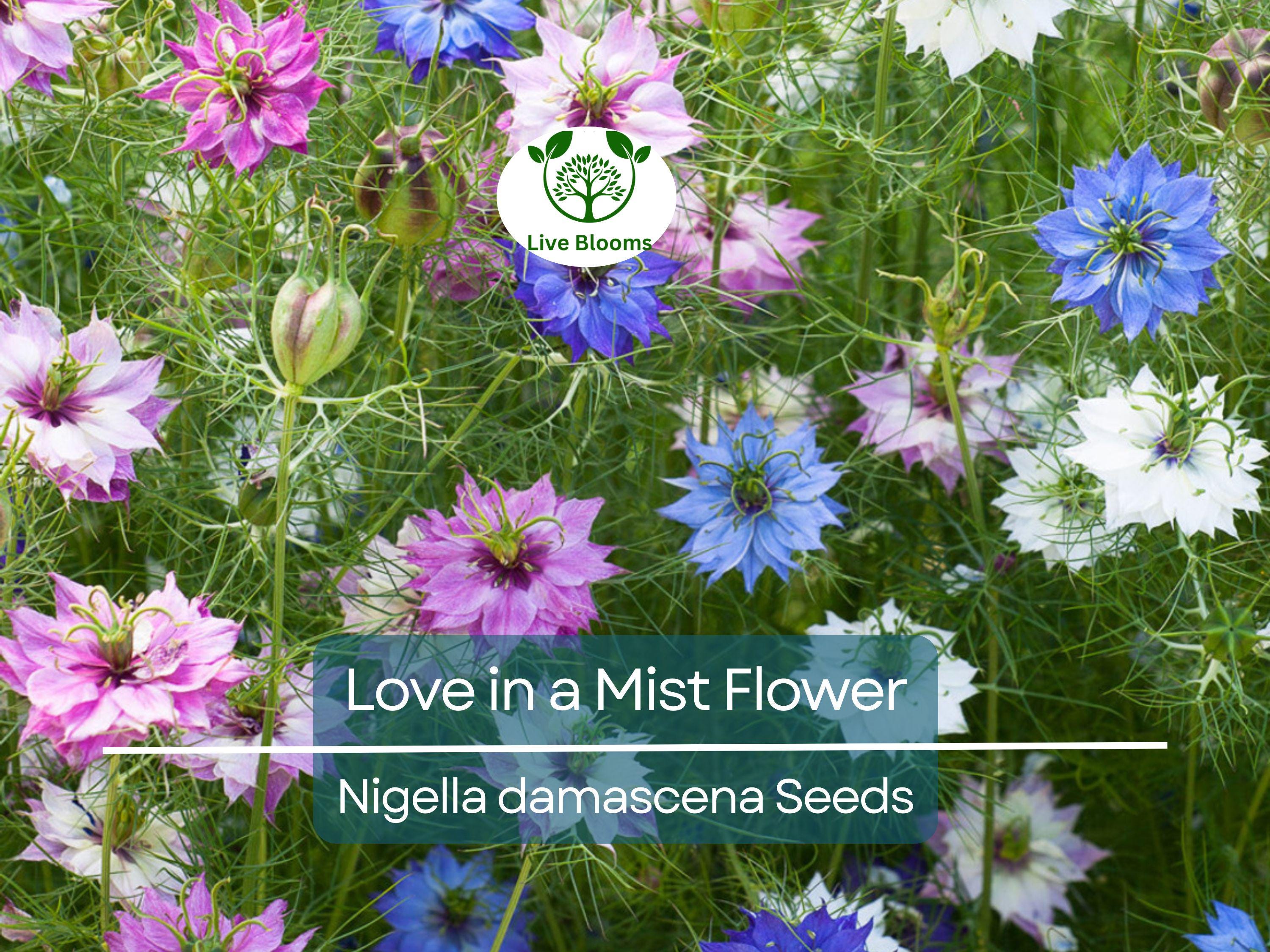 500 Love in a Mist Flower Seeds (Nigella damascena) | Persian Jewels Mix, Annual, Vibrant Colors, Easy to Grow, Garden Flowers