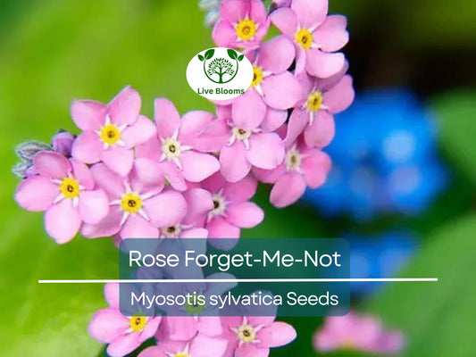 200 Seeds Rose Forget-Me-Not Myosotis Perennial Flowers Ground Cover Border Non-GMO, Easy to Grow, Beautiful Blooms, Garden Plant