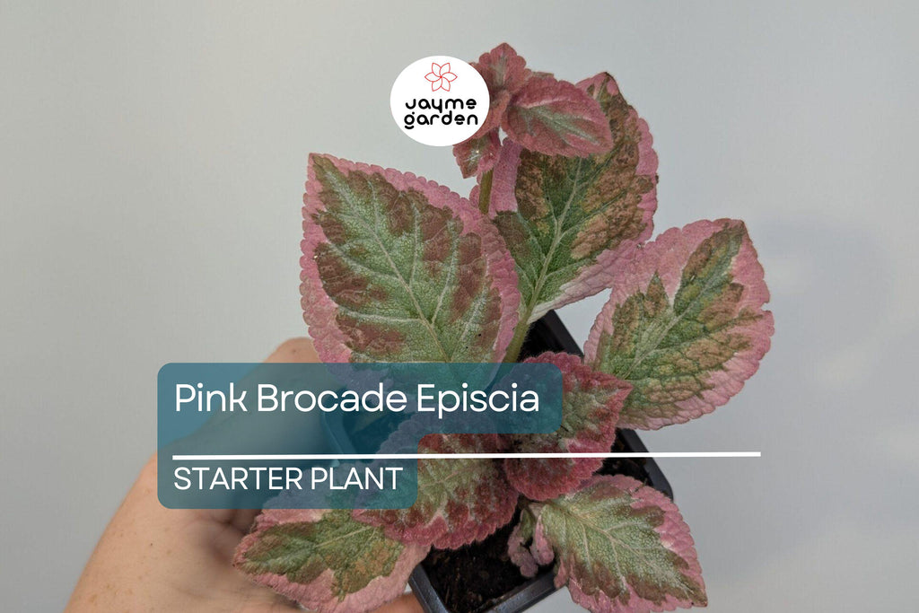 Pink Brocade Episcia Starter Plant | Rare Variegated Flame Violet | Live Houseplant in 2" Pot | Trailing Indoor Beauty