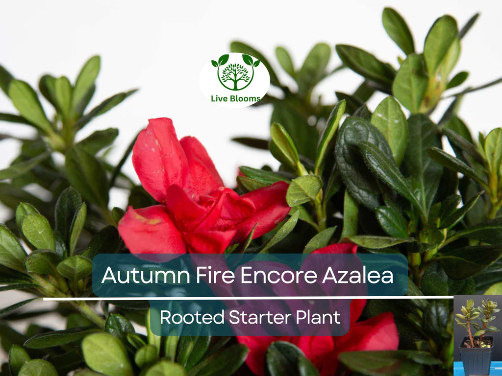 1 Encore Autumn Fire Azalea Plant – Deepest Red, Deciduous, Well-Rooted Starter, 4-10" Tall, Ships in Pot - Beautiful Fall Blooming Azalea