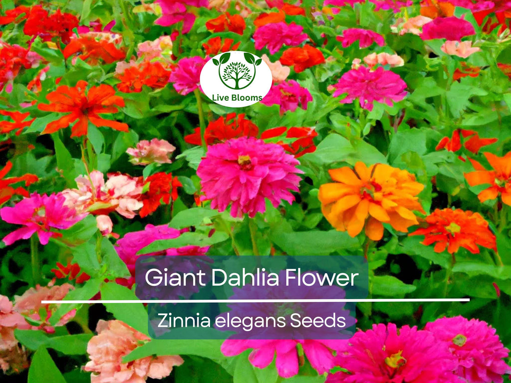 500 Giant Dahlia Flower Seeds, California Giants Annual Mix, Zinnia elegans, Vibrant Color Mix, Easy to Grow, for Garden & Cut Flowers