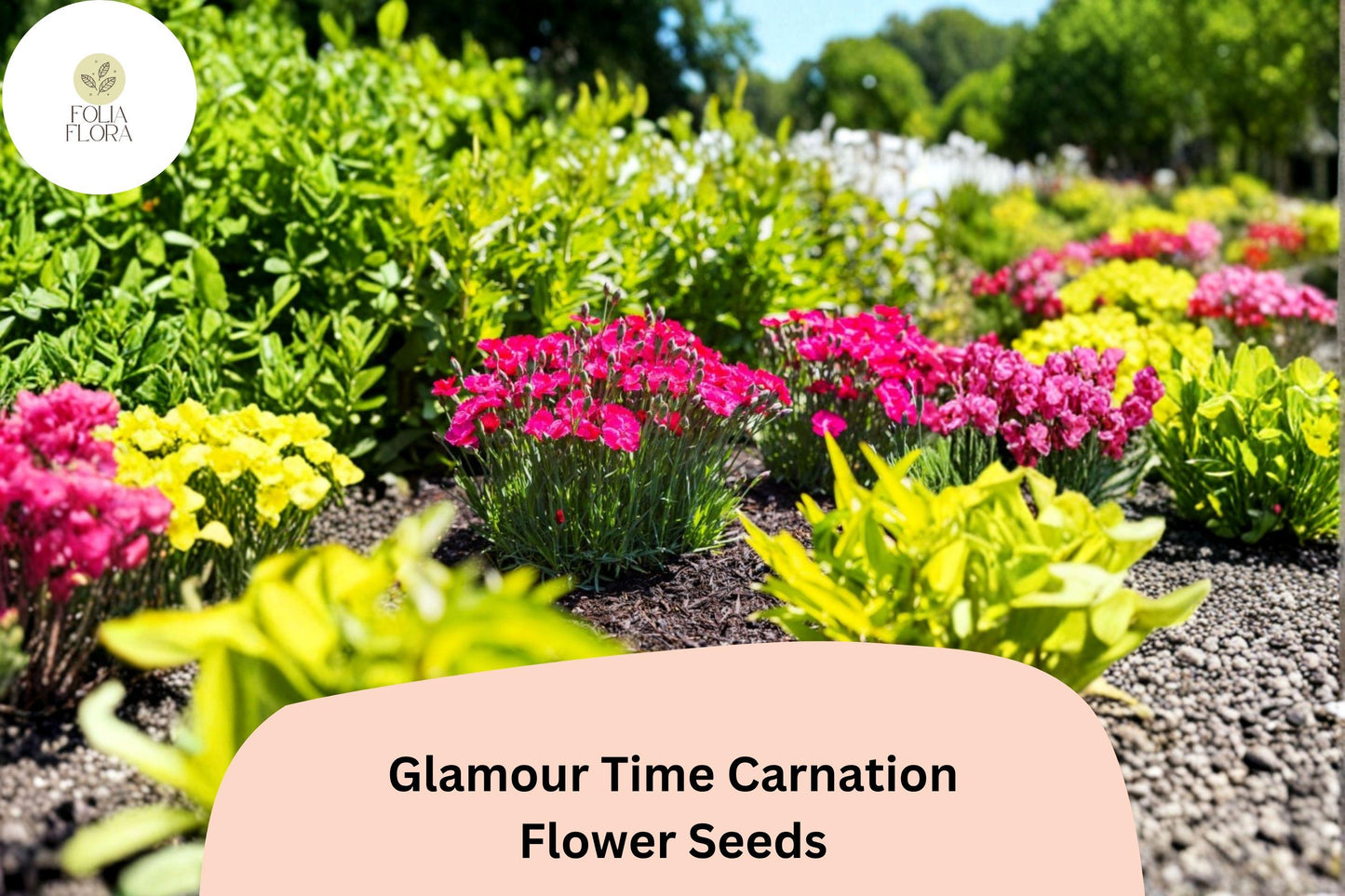 200+ Glamour Time Carnation Seeds: Bright Pink Blooms, Fragrant Garden Dianthus, Hardy Perennial Flowers