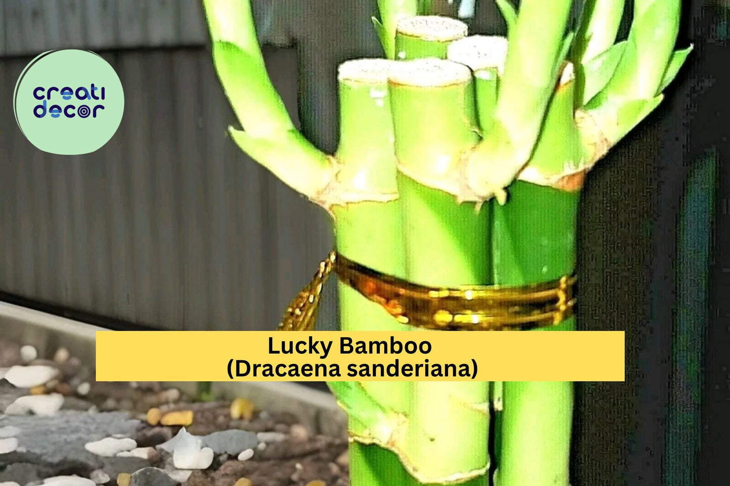 7 Lucky Bamboo Plants – Dracaena sanderiana – 4” Live Stalks for Feng Shui & Indoor Decor – Easy Care Perennial Gift Plant