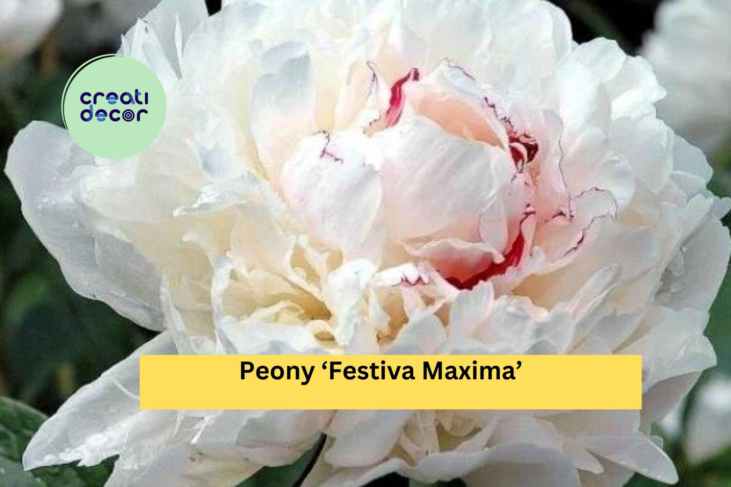 Peony ‘Festiva Maxima’ Live Plants | Bare Root Perennial | White Double-Bloom Peony for Outdoor Garden Borders & Cut Flower Gardens