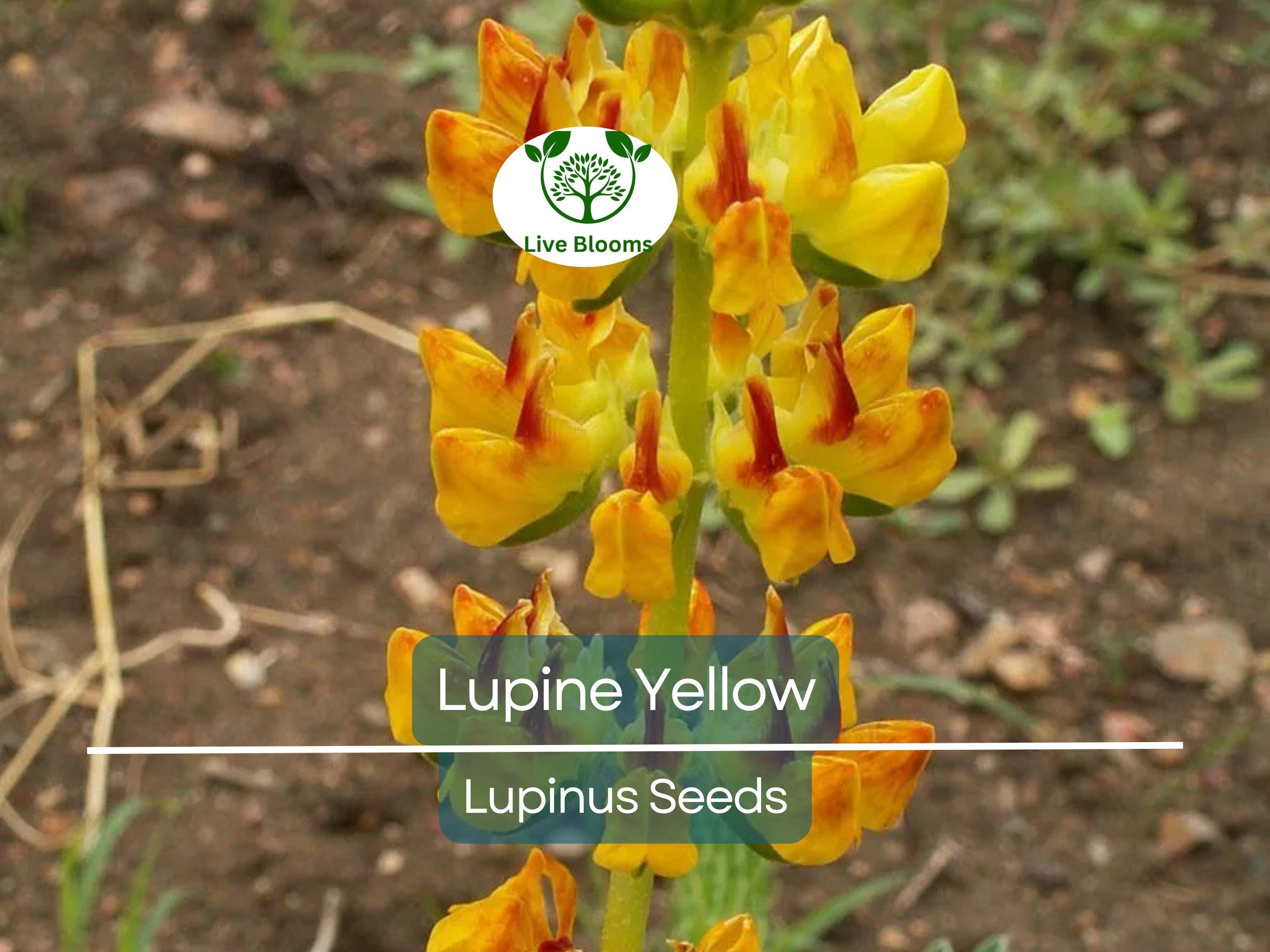 50 Seeds Lupine Yellow Annual (Lupinus) Drought-Tolerant, Non-GMO, Attracts Hummingbirds & Honey Bees, Vibrant Garden Flowers