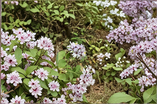 Symphyotrichum drummondii – Drummond's Aster | 100 Seeds | Native Aster Wildflower | Pollinator Garden Plant