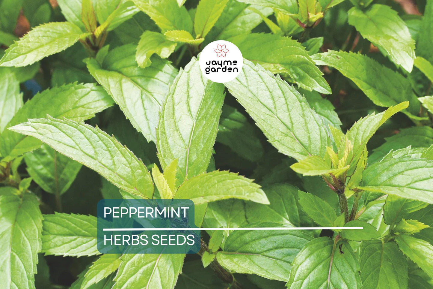 2000 Peppermint Seeds - Mentha Piperita - Non-GMO Heirloom Mint for Tea, Culinary & Medicinal Use - Fast-Growing Herb for Gardens