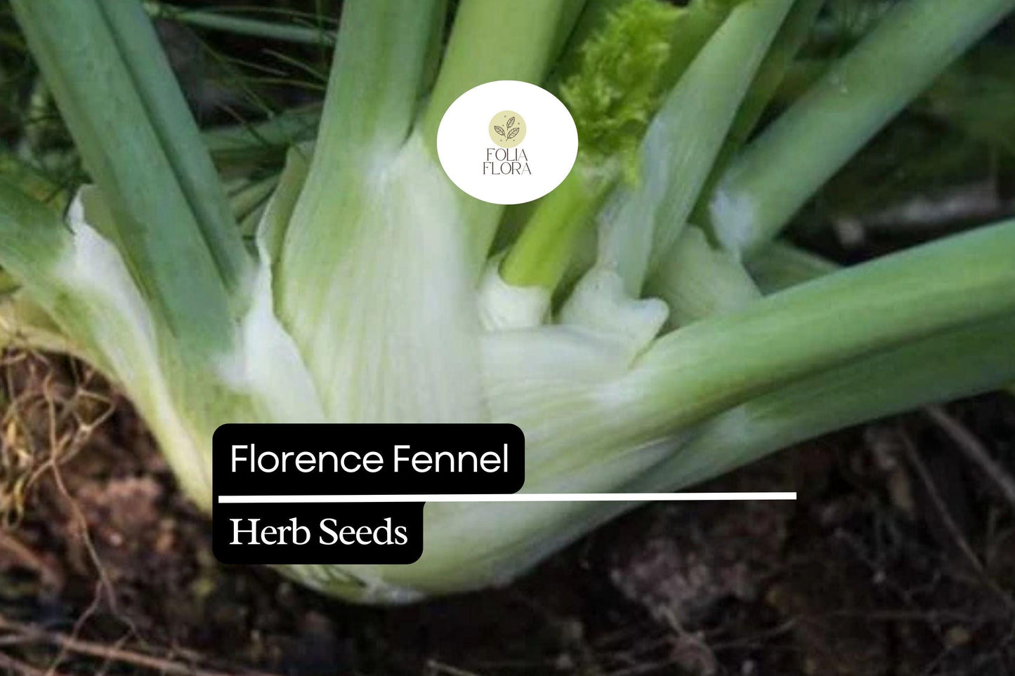 300 Seeds Florence Fennel (Foeniculum vulgare var. azoricum) - Sweet Bulb & Aromatic Herb for Culinary Use