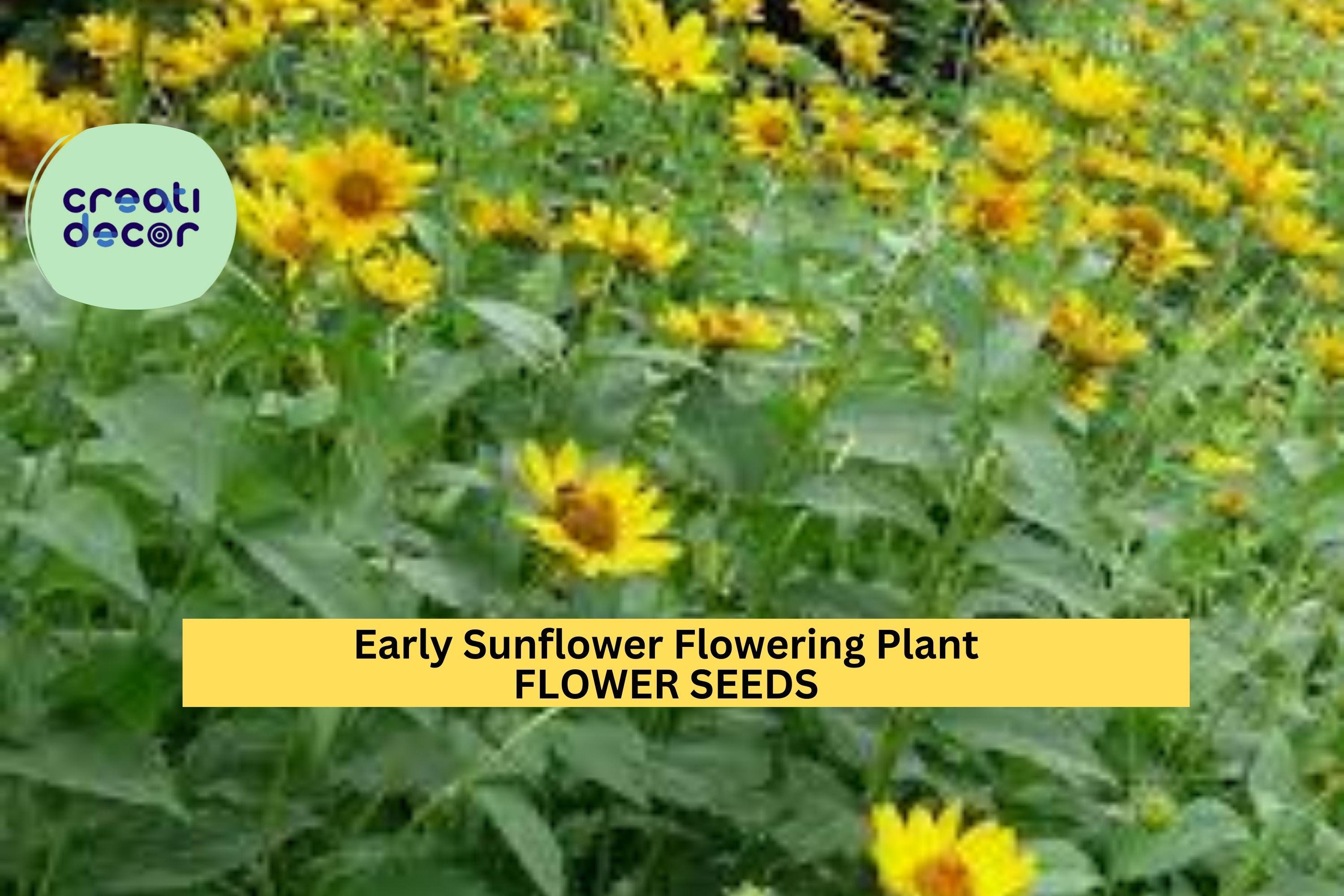 3pcs of 250mg Early Sunflower – Bright Yellow Blooms, Fast-Growing, Pollinator-Friendly Garden Flower Seeds for Planting