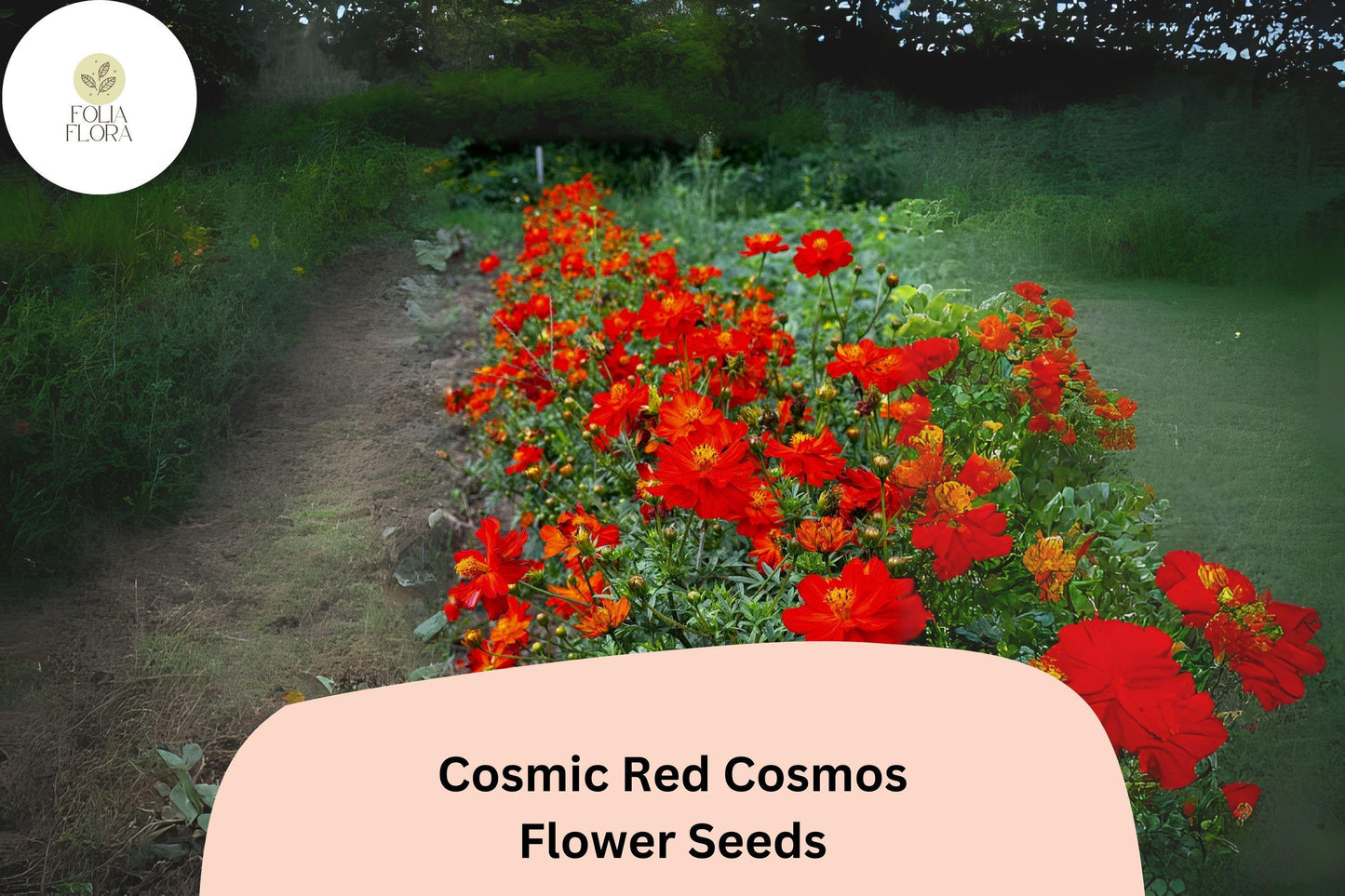 200+ Cosmic Red Cosmos Seeds | Cosmos Sulphureus Bright Red Annual Flower Seeds for Garden