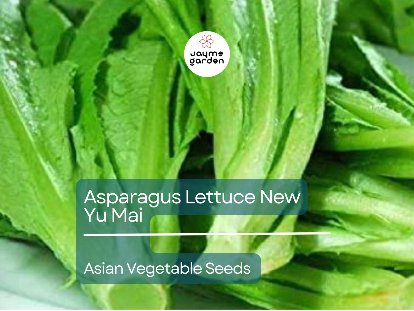 500mg Asparagus Lettuce Seeds - New Yu Mai Variety - Celtuce Heirloom Non-GMO for Crisp Stems & Leaves - Asian Greens for Garden Containers