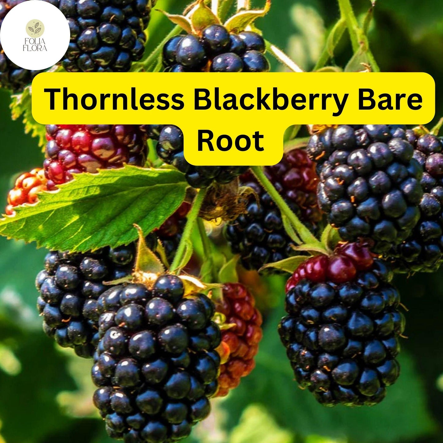 5 Bare Root Triple Crown Thornless Blackberry Plants, Rubus fruticosus, Sweet Fruit, Easy-to-Grow, High Yield