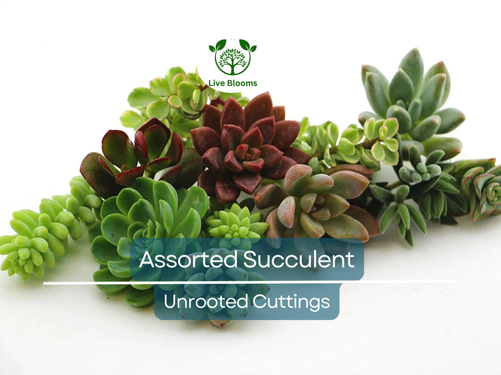 25+ Assorted Succulent Unrooted Cuttings (1.5-2 inches) | Echeveria, Aloe, Sedum, Crassula | Ideal for Propagation & DIY Projects