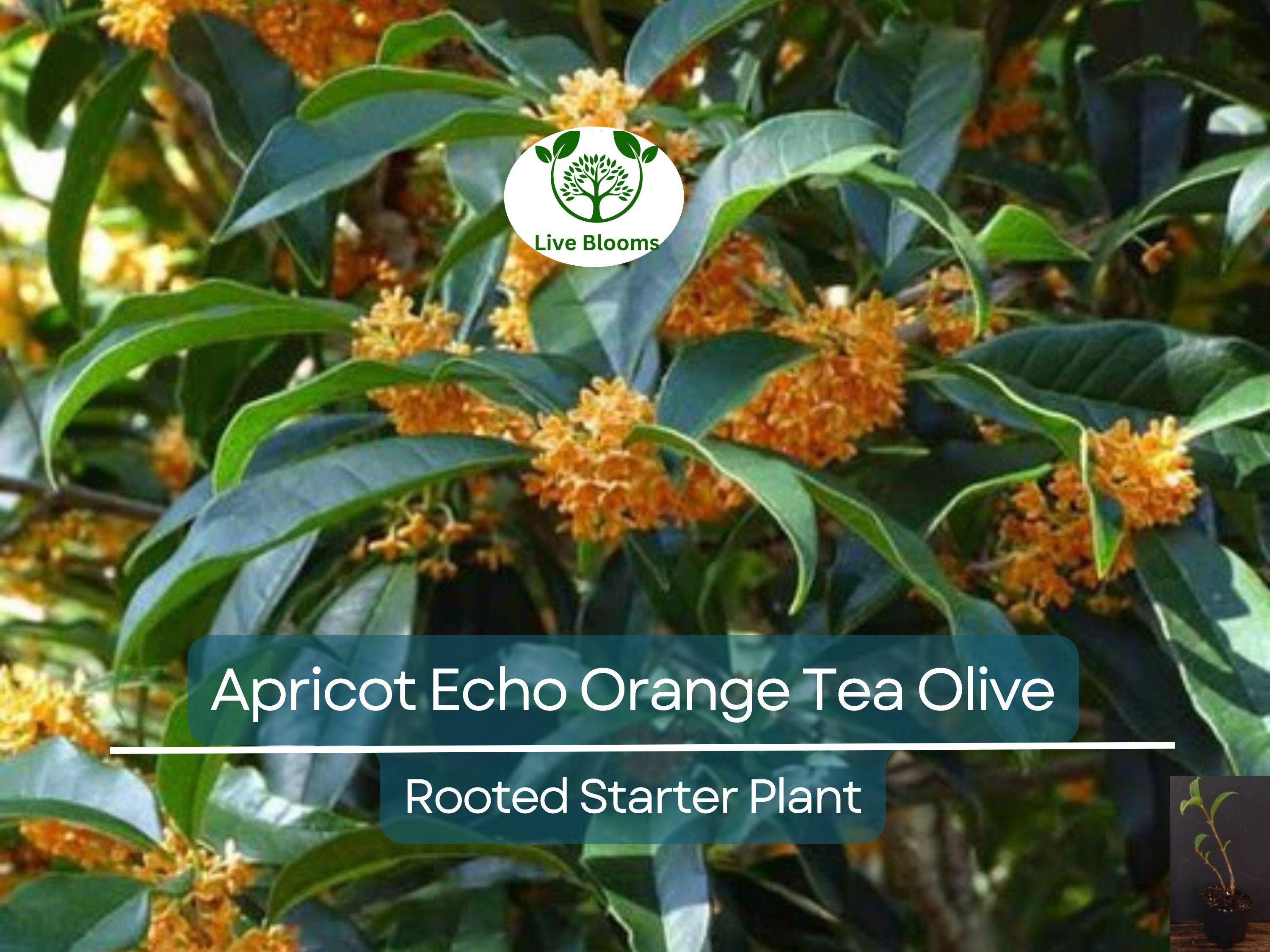 1 Apricot Echo Osmanthus fragrans Rooted Starter Plant - Fragrant Tea Sweet Olive Bareroot - Ideal for Garden, Fragrant Evergreen Shrub