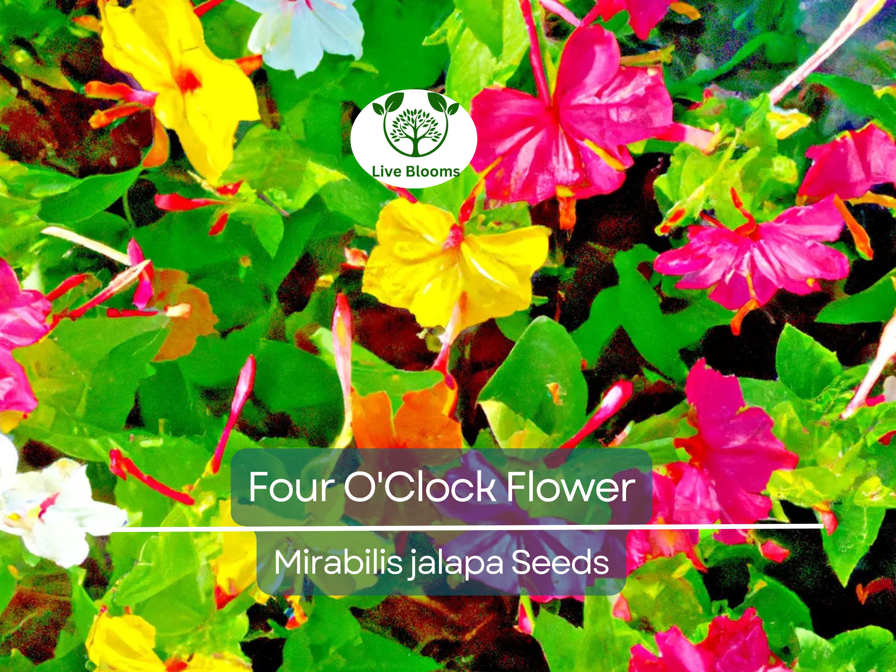 50 Four O'Clock Flower Mix Seeds 'Marvel of Peru' | Perennial Mirabilis jalapa, Colorful Blooms, Easy to Grow, Garden Flowers