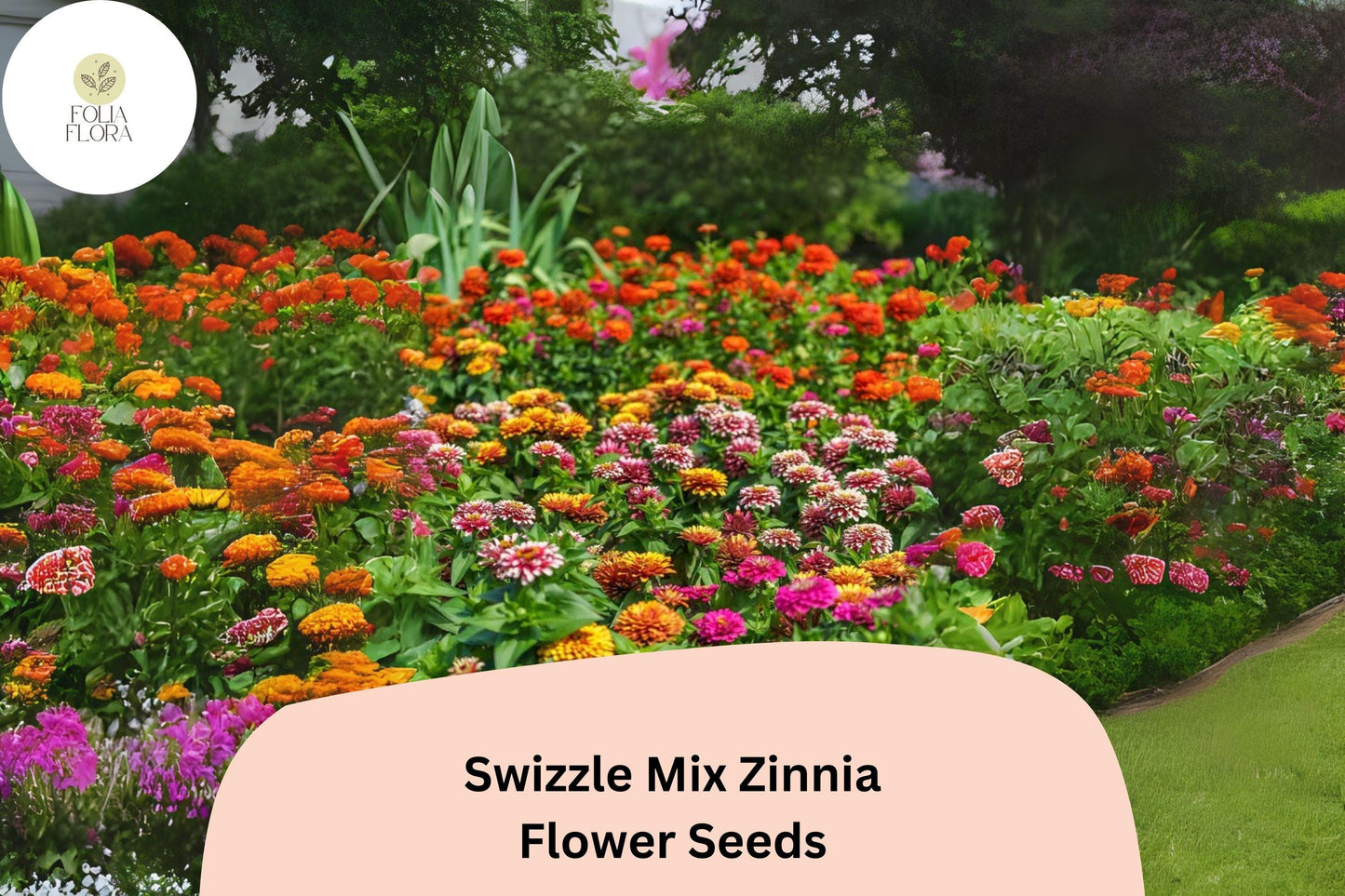 100+ Swizzle Mix Zinnia Seeds | Bright Annual Flower Seeds for Garden Planting | Easy Grow Cut Flowers, Pollinator Friendly