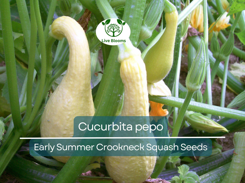 10 Seeds Early Summer Crookneck Squash – Cucurbita pepo | Heirloom Summer Squash for Planting, Gardening & Fresh Harvests