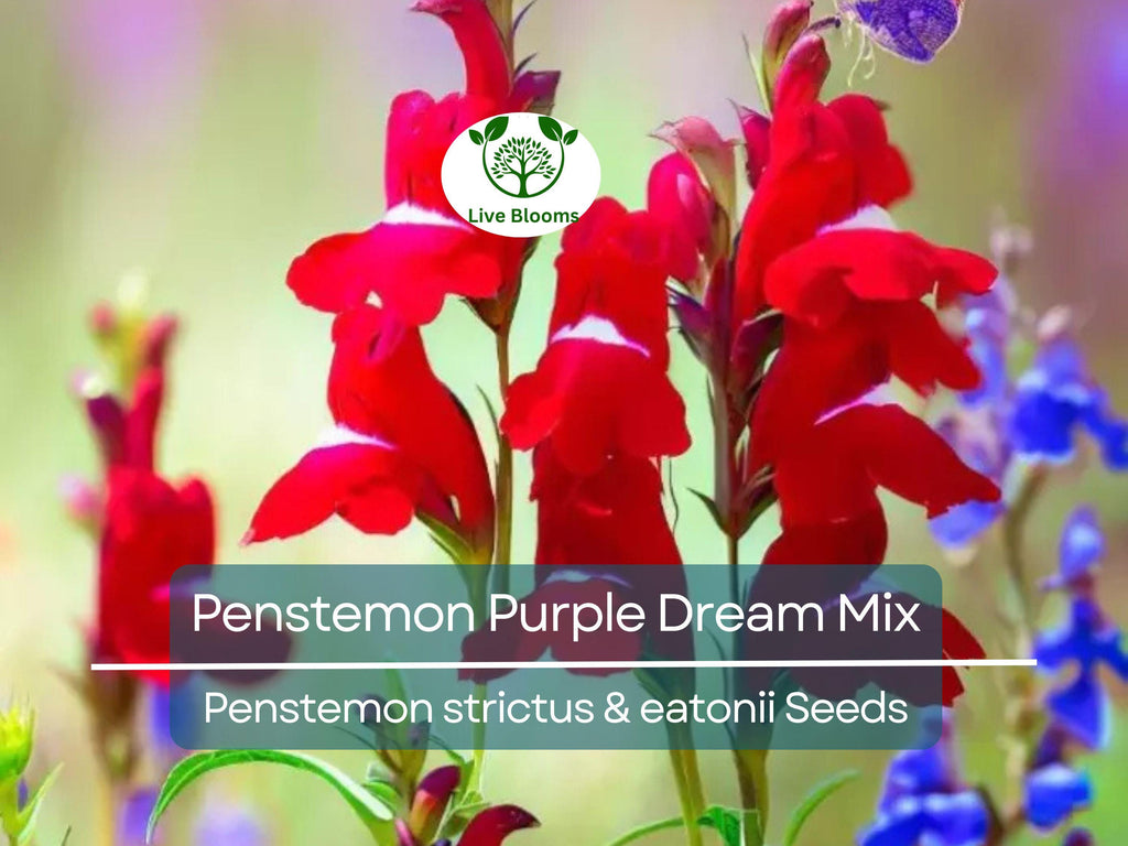 200 Seeds Penstemon Purple Dream Mix, Perennial Beardtongue, Red Flowers, Hummingbird Attracting, Non-GMO, Easy-Grow, Garden & Landscaping