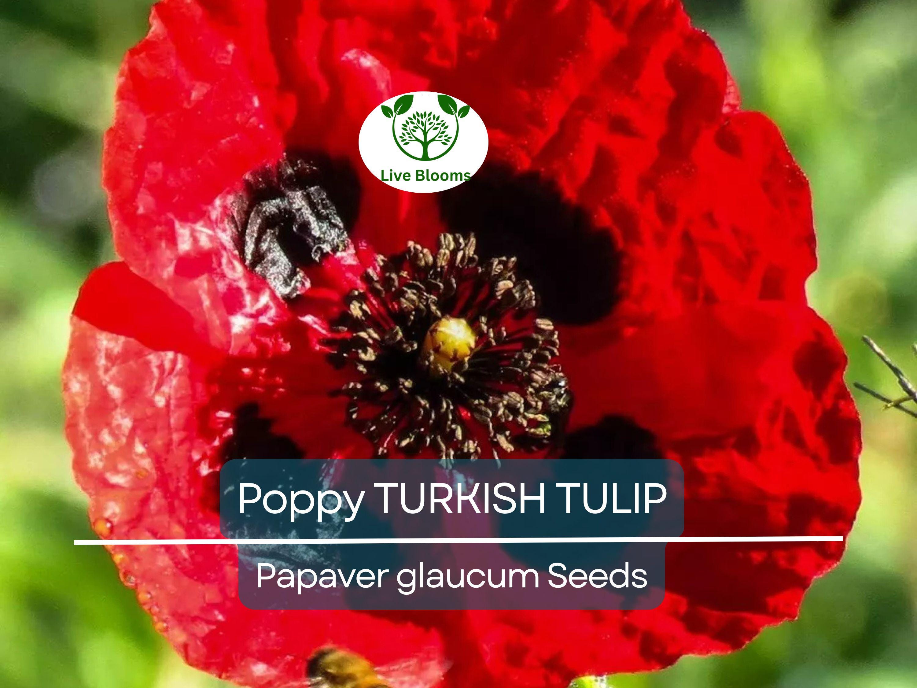 1000 Seeds Poppy TURKISH TULIP Red & Black Huge Flowers - Papaver spp. Non-GMO, Pollinator Friendly, Vibrant Garden Blooms, Spring Planting