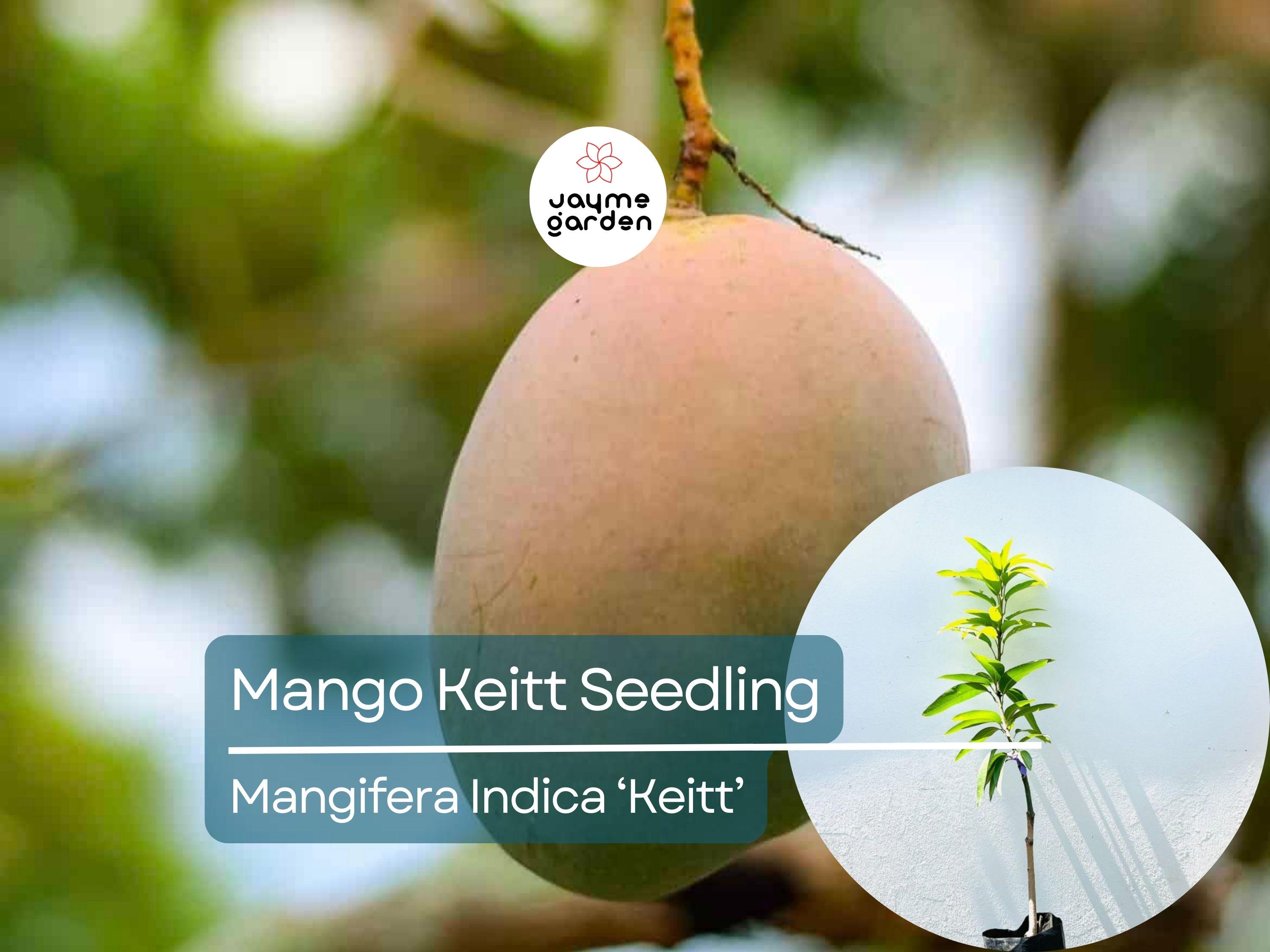 Grafted Mango Keitt Starter Plant Seedling - 3’-4’ Tall Live Tropical Fruit Tree - Sweet, Flavorful Mangoes for Garden or Container