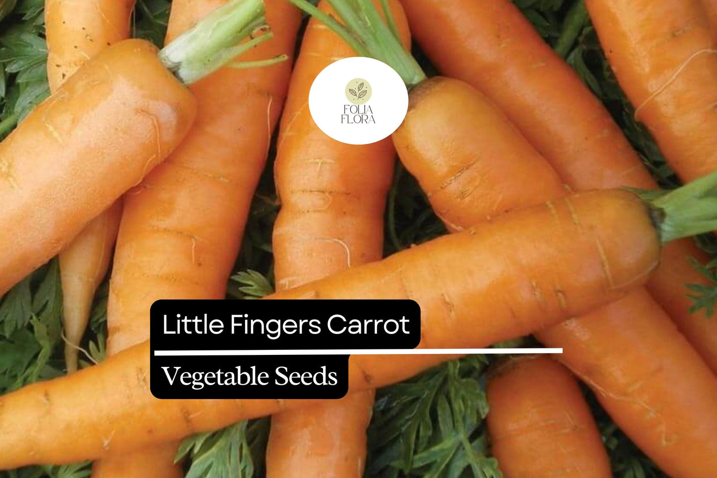 300 Little Fingers Carrot Seeds – Daucus carota – Heirloom, Sweet & Crisp, Mini Baby Carrots