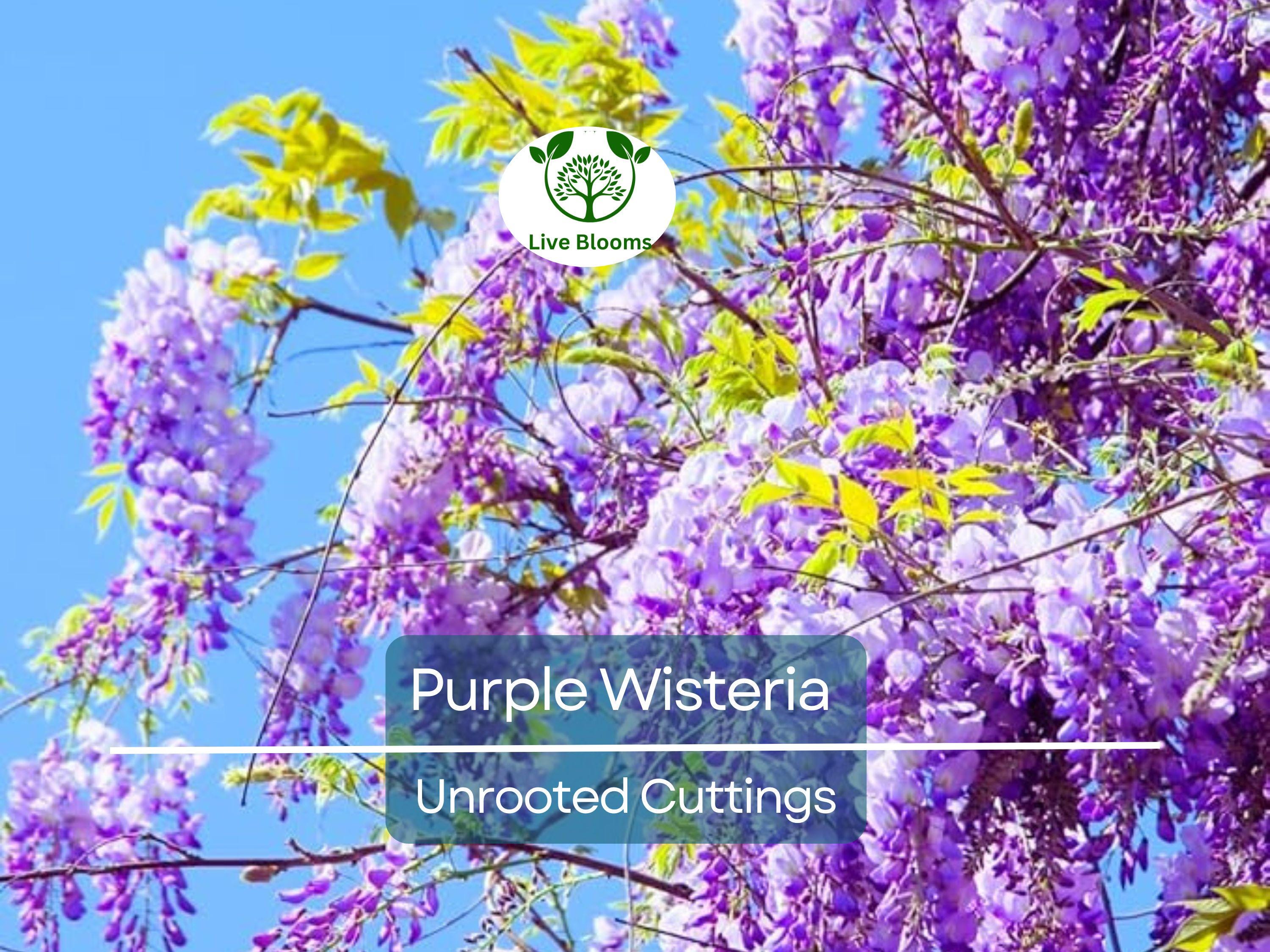 10 Hardy Purple Wisteria Unrooted Cuttings 6" - Wisteria Sinensis for Garden, Vines, and Pergolas